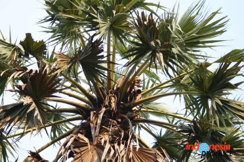 siwalan-tree-03.jpg