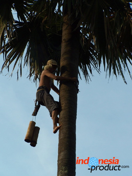 siwalan-tree-14.jpg