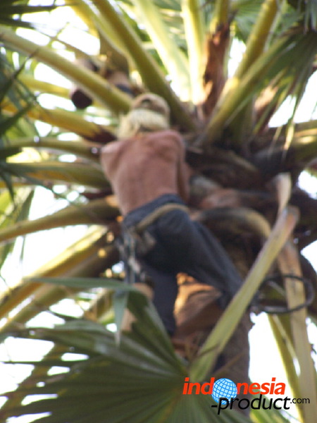 siwalan-tree-22.jpg