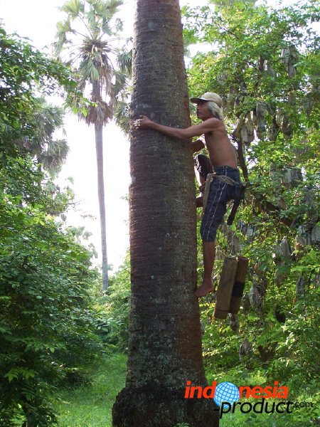 siwalan-tree-34.jpg