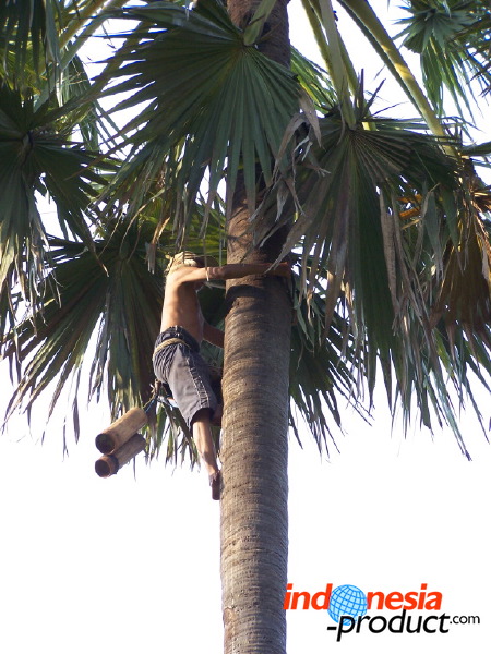 siwalan-tree-37.jpg