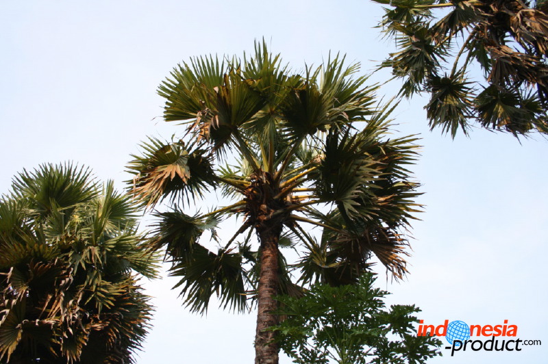 siwalan-tree-40.jpg