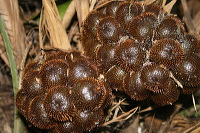 snake-fruit-02