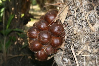 snake-fruit-04
