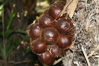 snake-fruit-05