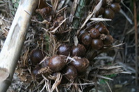 snake-fruit-06