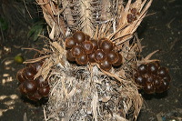 snake-fruit-08