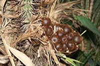 snake-fruit-09