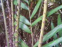 snake-fruit-10