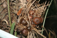 snake-fruit-11