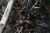 snake-fruit-12