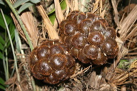 snake-fruit-29