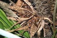 snake-fruit-33