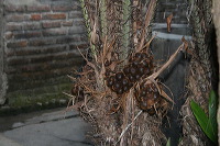 snake-fruit-37