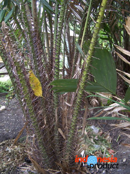 snake-fruit-01.jpg