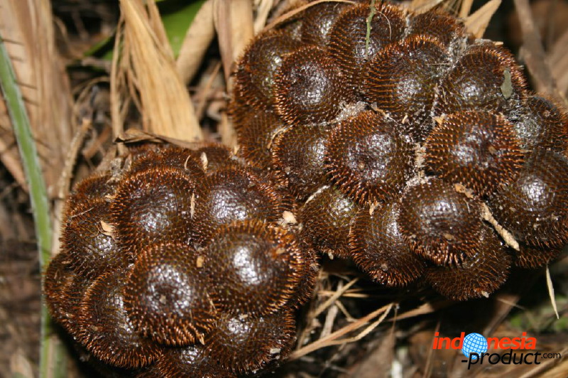 snake-fruit-02.jpg