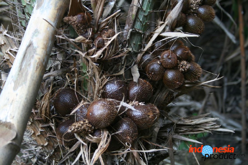 snake-fruit-06.jpg
