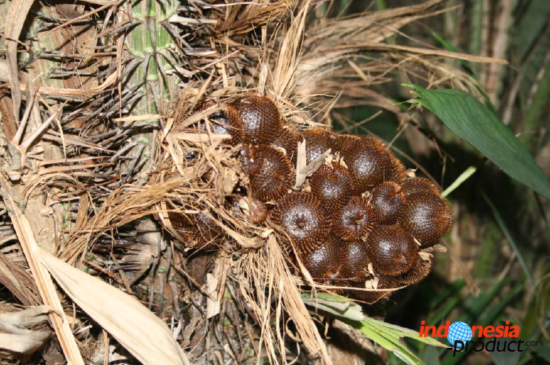 snake-fruit-09.jpg