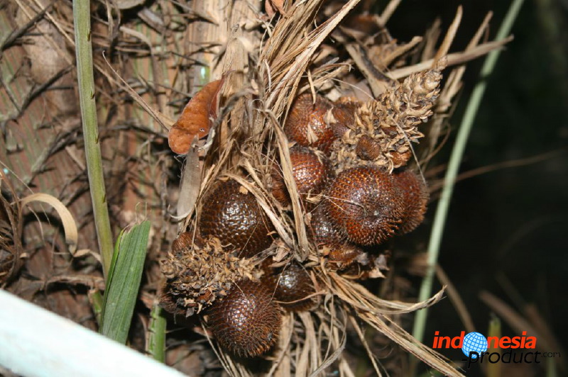 snake-fruit-11.jpg