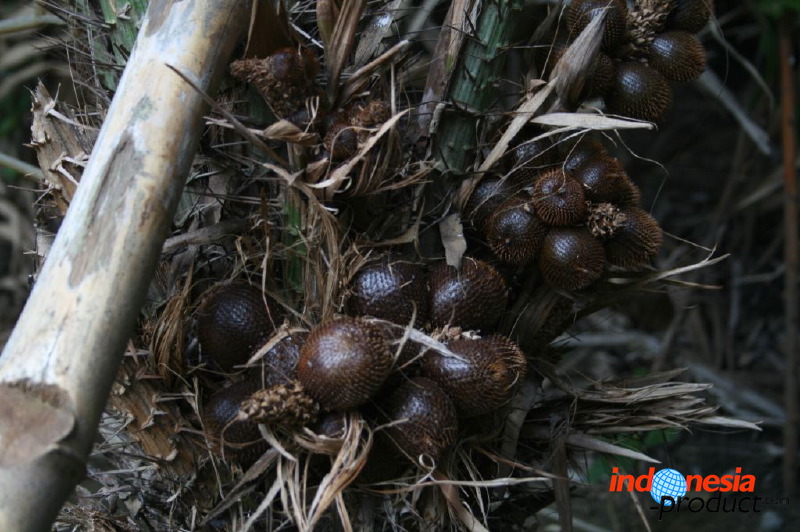 snake-fruit-12.jpg