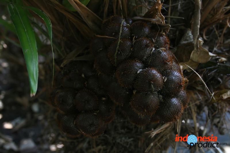 snake-fruit-16.jpg
