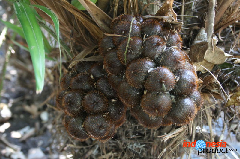 snake-fruit-35.jpg