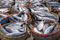 tongkol-fish-chip-03