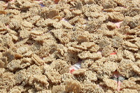 tongkol-fish-chip-13